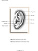 Auricular Therapy for Musculoskeletal Pain Course Manual - Sample Pages